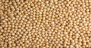 Soybean mandi bhav: मध्यप्रदेश में सोयाबीन की कीमतों में उतार-चढ़ाव, जानिए किस ओर झुकेगा बाजार